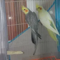 عروس هلندی