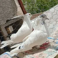 کبوتر