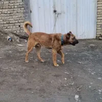 سراب سه ساله