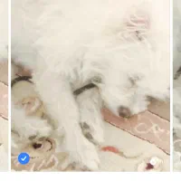 حیوان|سگ|قم, لسانی|دیوار