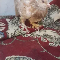 کبوتر|پرنده|کلاله, |دیوار