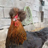 فروش مرغ تخم گذار شپوری