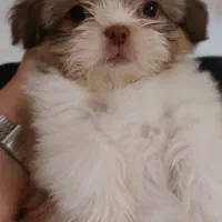 توله اشپیتز و شیتزوکراس|سگ|شیراز, پودنک|دیوار