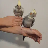 دوعدد عروس هلندی نیمه رام