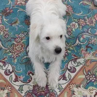 سگ  تریر|سگ|تهران, مظاهری|دیوار