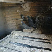 کبوتر پلاکی|پرنده|خرمشهر, |دیوار