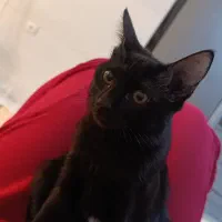 گربه واگذاری|گربه|شیراز, گویم|دیوار