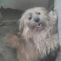 سگ پاکوتاه حرف گوش کن