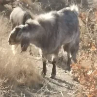 تکه پاکستانی دورگه مخصوص