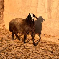 قوچ دو دندان شیشک شال|حیوانات مزرعه|رامند, |دیوار