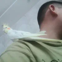 عروس هلندی|پرنده|تاکستان, |دیوار