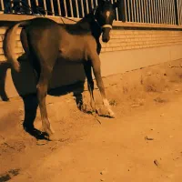 اسب|اسب و تجهیزات اسبسواری|میبد, |دیوار