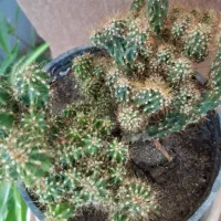 گلهای آپارتمانی|حراج|جاجرود, |دیوار