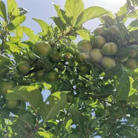 باغ ۲ هکتاری ثمری با امکانات|فروش زمین و ملک کلنگی|شیراز, ارم|دیوار