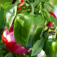 استخدام در سورتینگ