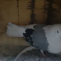 پشت سبز درشت|پرنده|اشتهارد, |دیوار