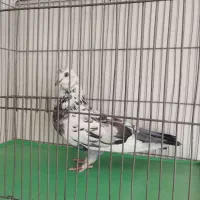 ماده سوسکی تهرانی پرشی