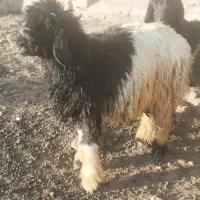 بره تخمی|حیوانات مزرعه|میانکوه, |دیوار