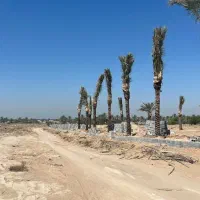 نخل خرما پالم مرکبات جنوب نهال درخت نهالستان