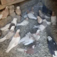 کبوتر سرور نک جم نکریز|پرنده|ساروق, |دیوار