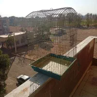 قفس بزرگ پرنده سالم
