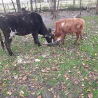 گاو با‌گوساله