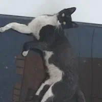 گربه خیابانی گمشده (گم شده)