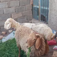 بره نر ماده