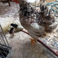 مرغ گلین کرک همراه دو جوجه