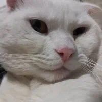 واگذاری گربه اسکاتیش بریتیش|گربه|قدس, شهرقدس|دیوار