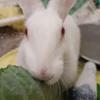 خرگوش چشم شرابی|موش و خرگوش|شیراز, ریاستی|دیوار