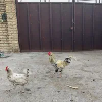 مرغ و خروس گلین