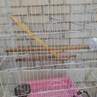 قفس سایزبزرگ 5درب پرنده|لوازم جانبی حیوانات|اهواز, بهارستان|دیوار
