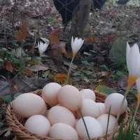 مزرعه جواهر سیاه(تخم مرغ نطفه دار آیام سمانی)