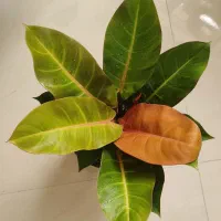 گل و گیاه ارزان