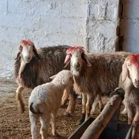 میش بره دار|حیوانات مزرعه|مرودشت, مختارآباد|دیوار