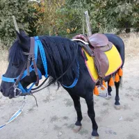 اسب پونی ۶ ساله ارام و زیبا و خاص مشکی درجه یک