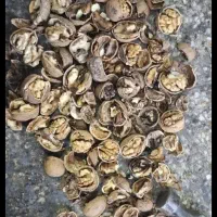 گردو همدان|خوردنی و آشامیدنی|قم, حاج زینل|دیوار