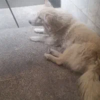 سگ  گلدن پاکوتاه