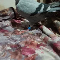 گرفتنی،مسابقات مسافتی|پرنده|مشهد, پادگان شهید برونسی|دیوار
