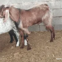 گوسفند بره بزغاله بز قوچ میش