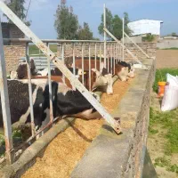 گوساله سیمینتال و هولشتاین