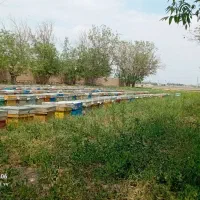 زنبورعسل نژاددار