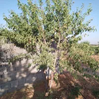 فروش باغ بادام ۲۰۰۰۰متری|فروش زمین و ملک کلنگی|بن, |دیوار