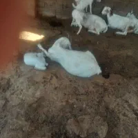 بزدوقلو.نری دوقلو|حیوانات مزرعه|قلعه قاضی, |دیوار