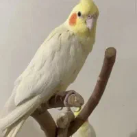پرنده و     ایخوم سپر دارم برا معاوضه
