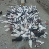 بوتر پر و بازی دار