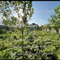 فروش زمین مسکونی ۳۳۳ متری ساحلی در گیلان|فروش زمین و ملک کلنگی|پره‌سر, |دیوار
