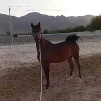 مادیون عرب ۶ماه ابستن با سیلمی وارداتی|اسب و تجهیزات اسب‌سواری|بندرعباس, |دیوار