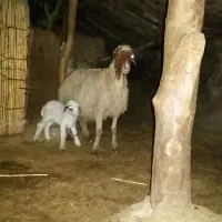 گوسفند وبره شیک صادراتی|حیوانات مزرعه|بدره, |دیوار